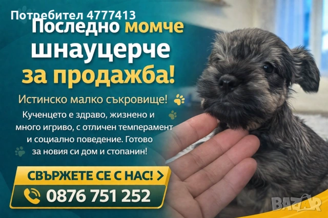 Цверг шнауцер, снимка 6 - Други - 53973681