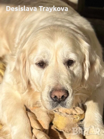 Подарява се Голдън ретривър, снимка 2 - Голдън ретривър - 54211942