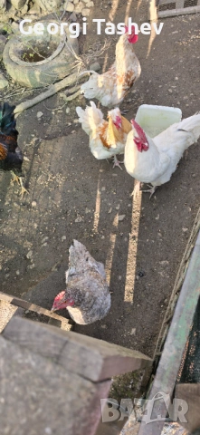 Продавам зайци и петли, снимка 6 - За птици - 54313050