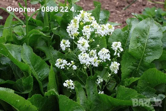 Хрян – свеж, ароматен и с пикантен вкус