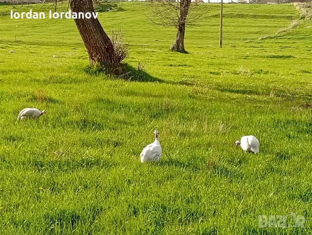Яйца от свободно отглеждани токачки. 