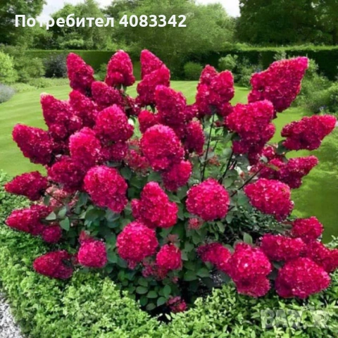 Хортензия за слънце, снимка 6 - Градински цветя и растения - 54139787