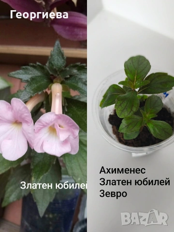 ахименес , снимка 2 - Стайни растения - 54714109