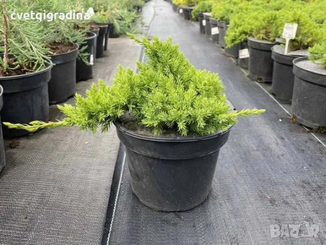 Juniperus procumbens Nana (Прокумбенс Нана
