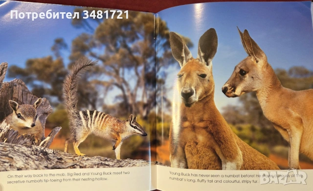 Кенгурото. Фото-разказ / Living With the Mob, снимка 7 - Енциклопедии, справочници - 54167813