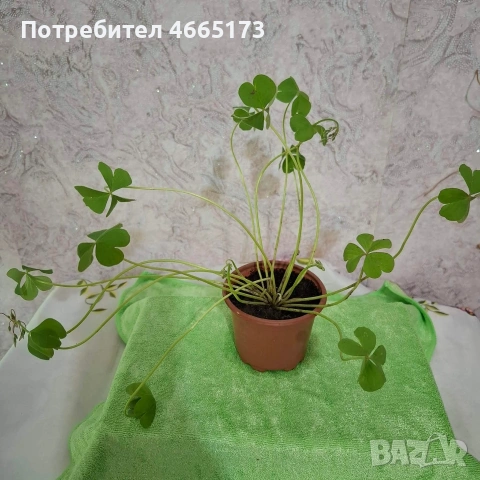 Оксалис/Детелина розова, снимка 10 - Градински цветя и растения - 54378067