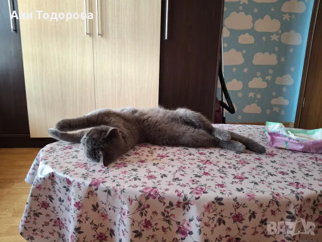 Продавам женска синя британска късокосместа котка , снимка 8 - Британска късокосместа - 55415616