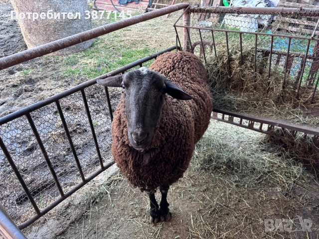 Кочове Фрезиец 3 боря