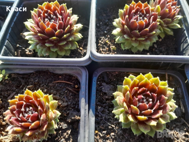 Комплекти седуми.