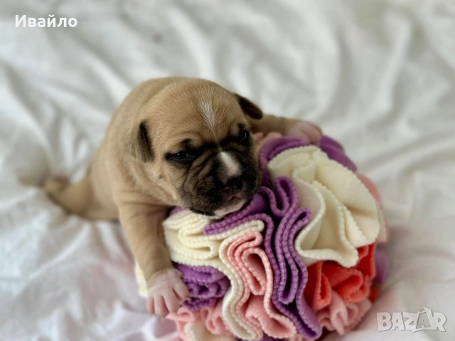 Американски Стафордширски Териер, снимка 10 - Американски стафордширски териер - 54329768