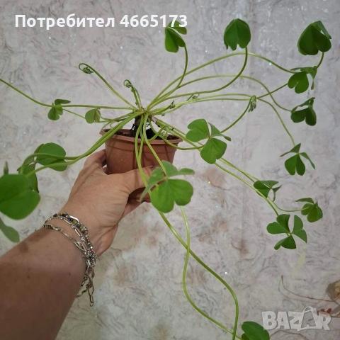 Оксалис/Детелина розова, снимка 7 - Градински цветя и растения - 54378067