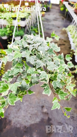  Кошница с Бръшлян Бяло чудо, Hedera helix White Wonder, студоустойчив