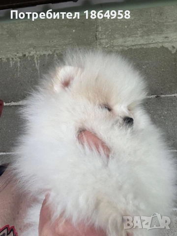 БЕБЕТА ПОМЕРАН Доставка , снимка 3 - Померан - 54007836