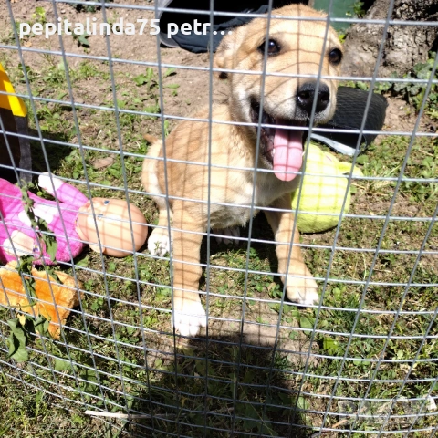  dog for adoption.Търсим осиновител на малко женско куче