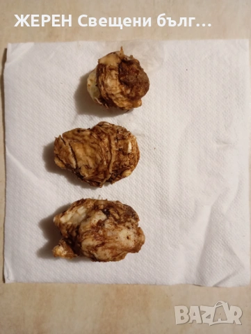 Змийска хурка — хемороиди, миоми,  язви — пресни грудки, снимка 9 - Други стоки за дома - 53952339