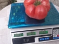Розови домати , снимка 9