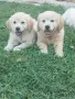 Golden retriever /puppies , снимка 9