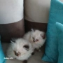 Коте Регдол, снимка 7