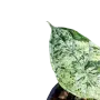 Alocasia Dragon Scale Mint, снимка 3