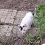 Подарявам котета, снимка 6