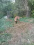 Malinova Belgiska Ovcarka, снимка 5