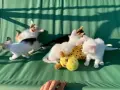 Подарявам котенца, снимка 3