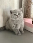 Мъжко чистокръвно британско котенце, снимка 1