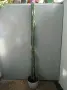 Голям кактус Cereus, снимка 1