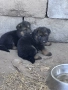 Бебета немски овчарки, снимка 2