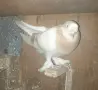 Гълъби  мардини , снимка 5