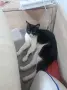 Подарявам котка, снимка 2