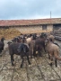 Плевенски черноглави агнета , снимка 9