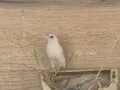 японски амадини , снимка 5