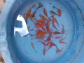 Продавам езерни рибки , снимка 12