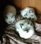 Котета Британска късокосместа , снимка 5