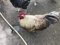 Домашни Петли, Кокошки, 8-18 месеца ., снимка 3