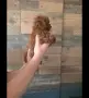 Много дребни червени Той пудели. , снимка 7