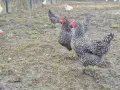 Пет красавици на 10 месеца си търсят нов дом!, снимка 1