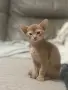 Абисинско котенце , снимка 1