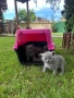 Британски котенца, снимка 6