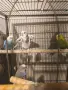 продавам вълнисти папагали , снимка 5