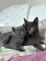 Руски сини котета, снимка 4