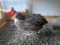 Пъдпъдъчи яйца за консумация или инкубация, снимка 14
