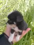 Продавам мини чихуахуа , снимка 4