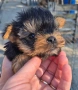 Йоркширски териер , снимка 5