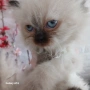 Коте Регдол, снимка 3