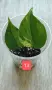 Филодендрон- Philodendron Hederaceum Variegata, снимка 13