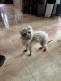 Подарявам пудел, снимка 2