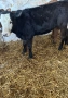 Продавам 6 Телета, снимка 2