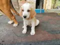 Бигълчета родени юни месец, снимка 1